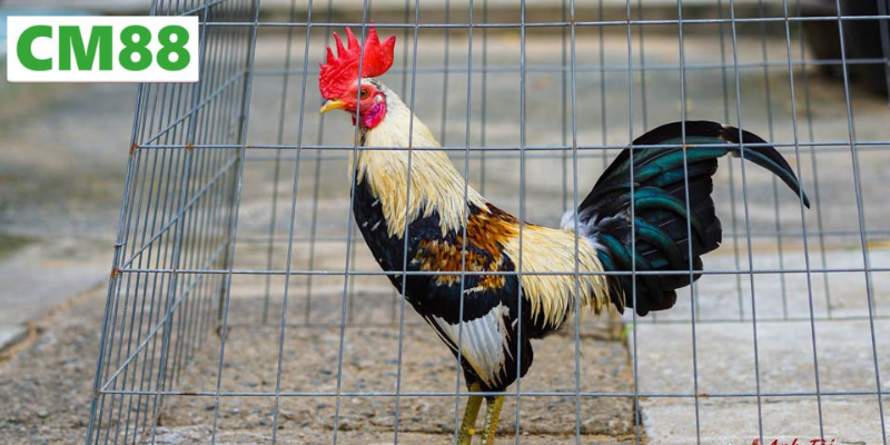 Văn hóa truyền thống kết hợp công nghệ hiện đại